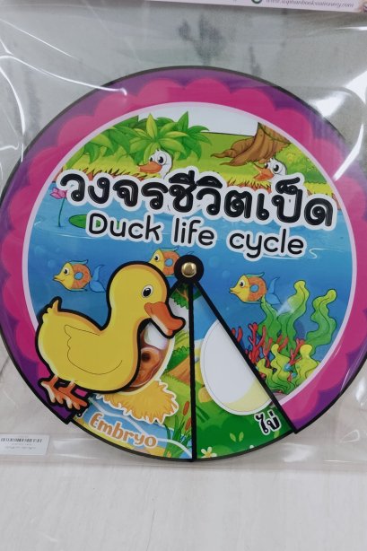 สื่อวงล้อ วงจรชีวิตเป็ด