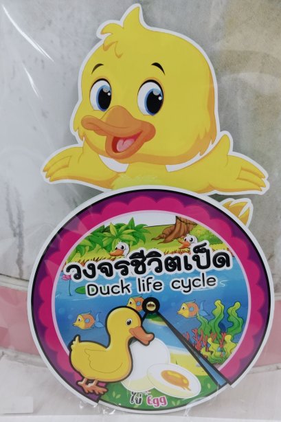 สื่อวงล้อมีหัว วงจรชีวิตเป็ด