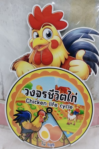 สื่อวงล้อมีหัว วงจรชีวิตไก่