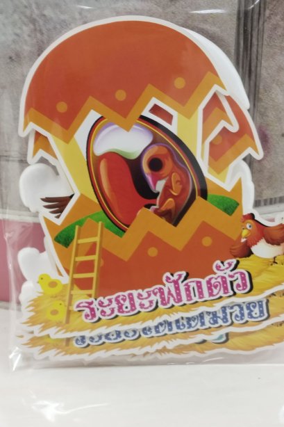 งานสื่อ ชุดเซ็ตจัดบอร์ด วงจรชีวิตไก่ 6 แผ่น