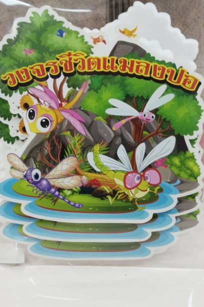งานสื่อ ชุดเซ็ตจัดบอร์ด วงจรชีวิตแมลงปอ