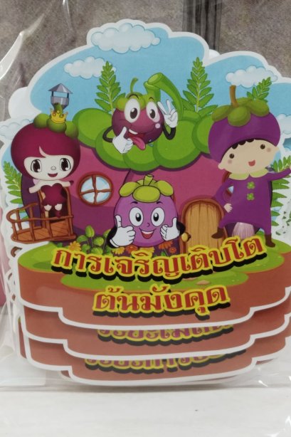 งานสื่อ ชุดเซ็ตจัดบอร์ด การเจริญเติบโตต้นมังคุด
