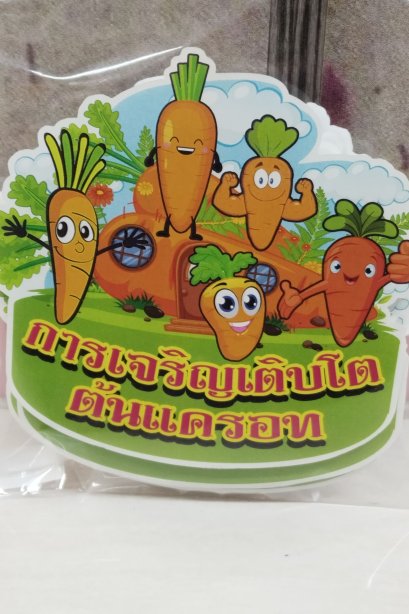 งานสื่อ ชุดเซ็ตจัดบอร์ด การเจริญเติบโตต้นแครอท