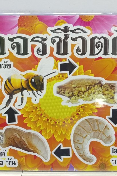 งานสื่อ วงจรชีวิตผึ้ง