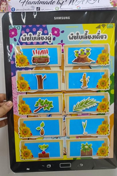 สื่อsamsuag พืชใบเลี้ยงคู่ พืชใบเลี้ยงเดี่ยว