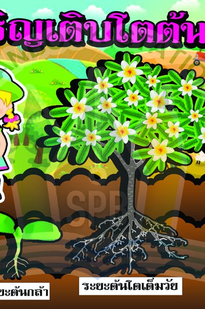 การเจริญเติบโตต้น ลีลาวดี/วรา