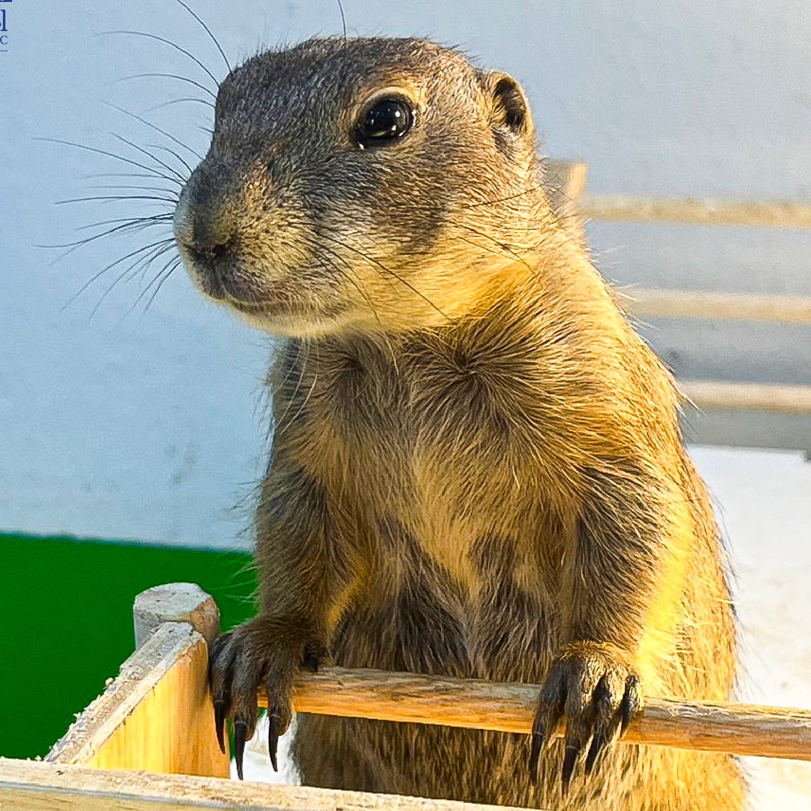 Diet of a Prairie Dog: Discover Their Nutritional Secrets