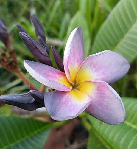 Plumeria MUANG MONTRA Plumeria MUANG MONTRA