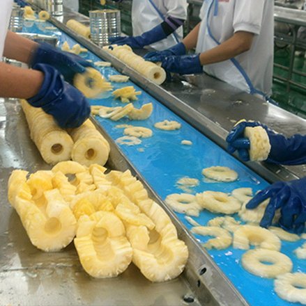 สายพานโวลต้า สายพานโวลต้า