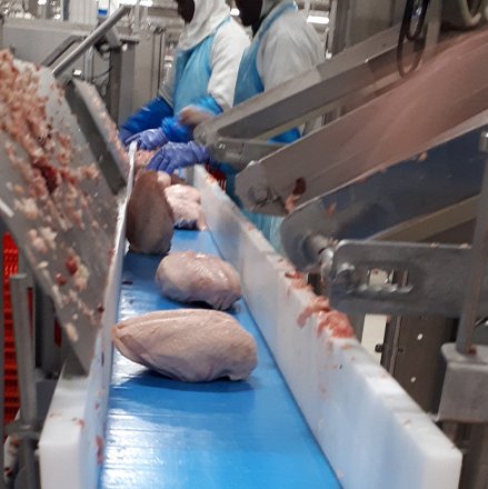 สายพานโวลต้า สายพานโวลต้า