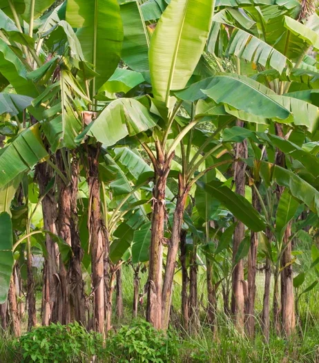 Banana Farm Banana Farm