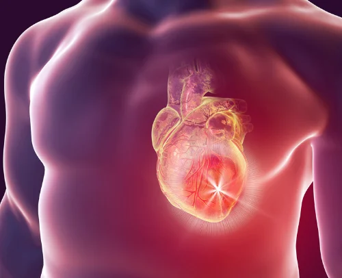 หลอดเลือดหัวใจ หลอดเลือดหัวใจ