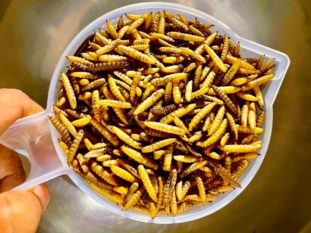 PASSION SPACE is a BSF insect protein factory.