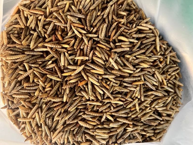 BSF FARM Black Soldier Fly Insect Farm (BSF)