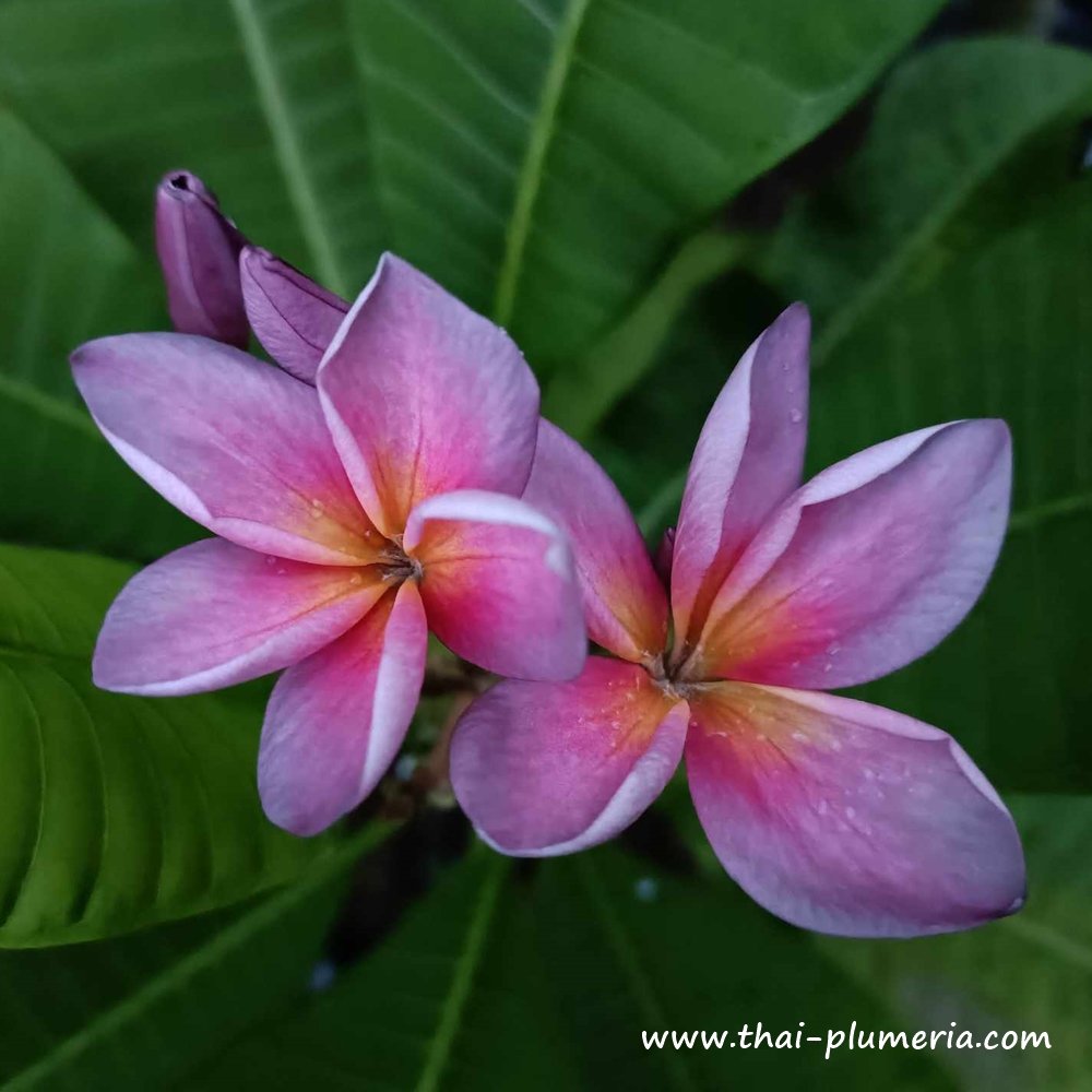Semi Di Plumeria (Frangipani) Varietà 'Dao Den' - 4 Semi Per Coltivazione, Pianta Tropicale Profumata