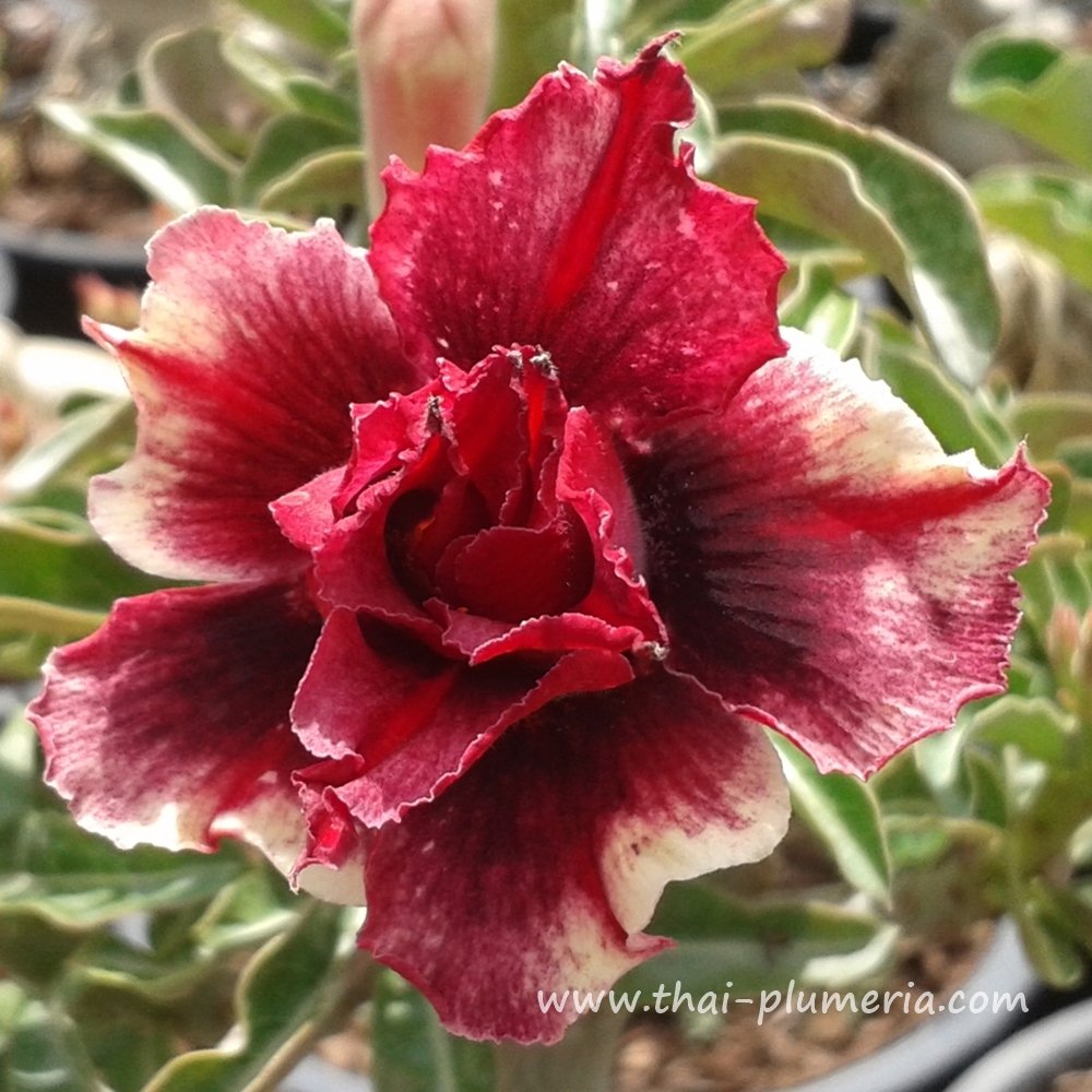 Adenium double blue boy plant