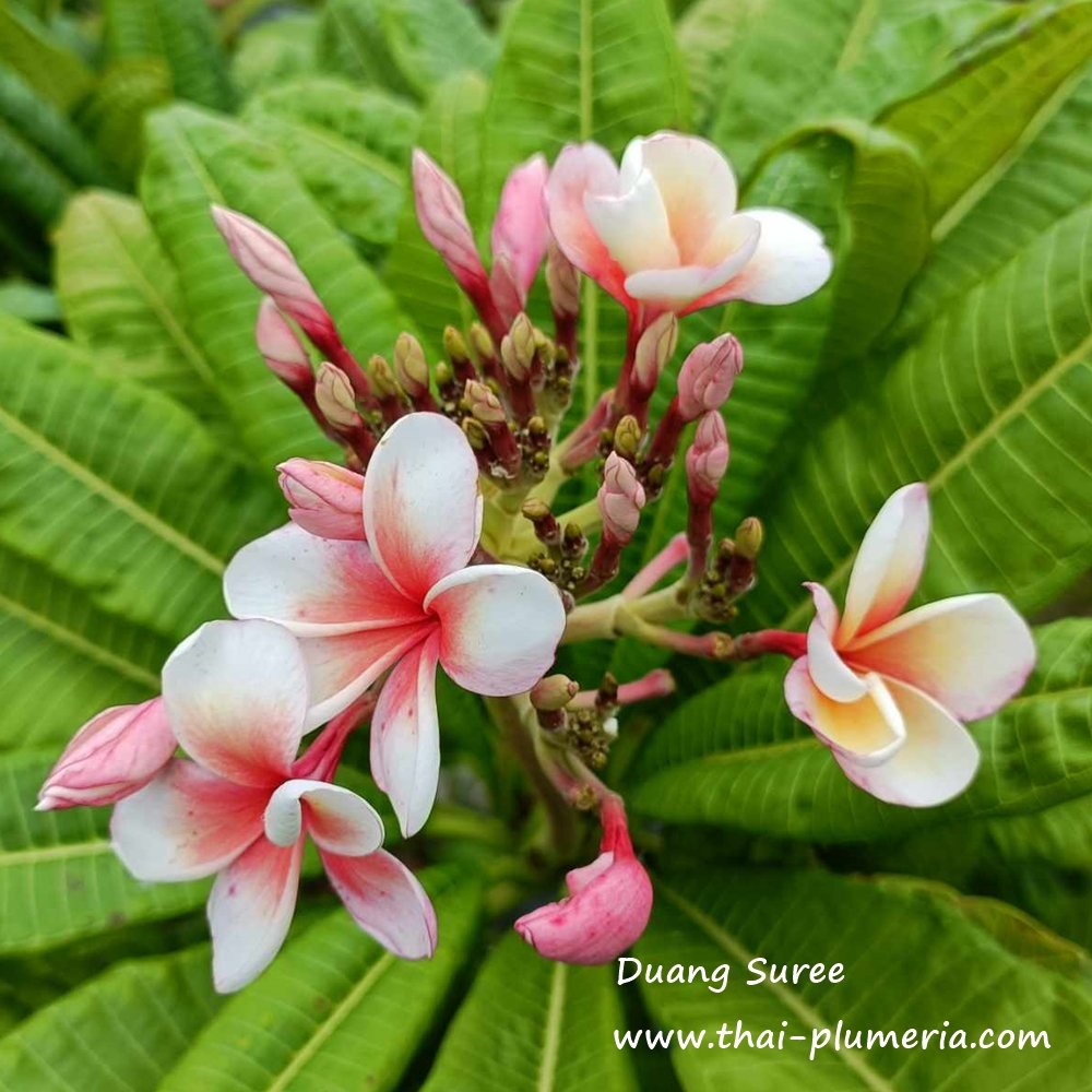 Plumeria Variété / Plantes / 1 Coupe / Drang MAYA 10-12 Plumeria Variété / Plantes / 1 Coupe / Drang MAYA 10-12