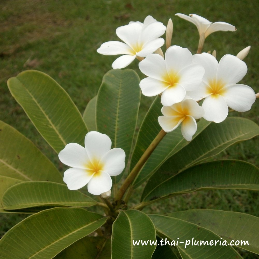 Dwarf Plumeria plant SINGAPORE WHITE