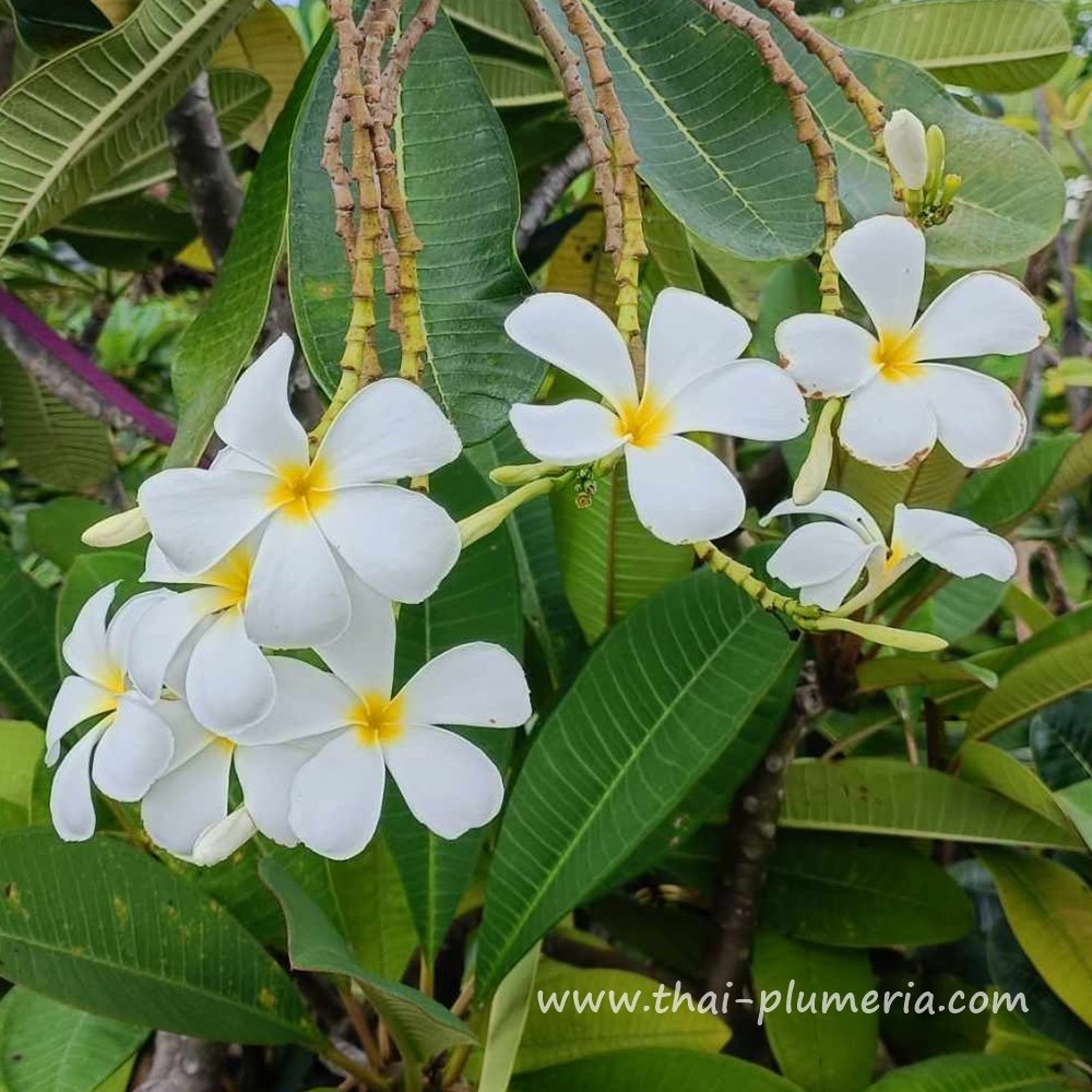 Plumeria SINGAPORE WHITE cutting