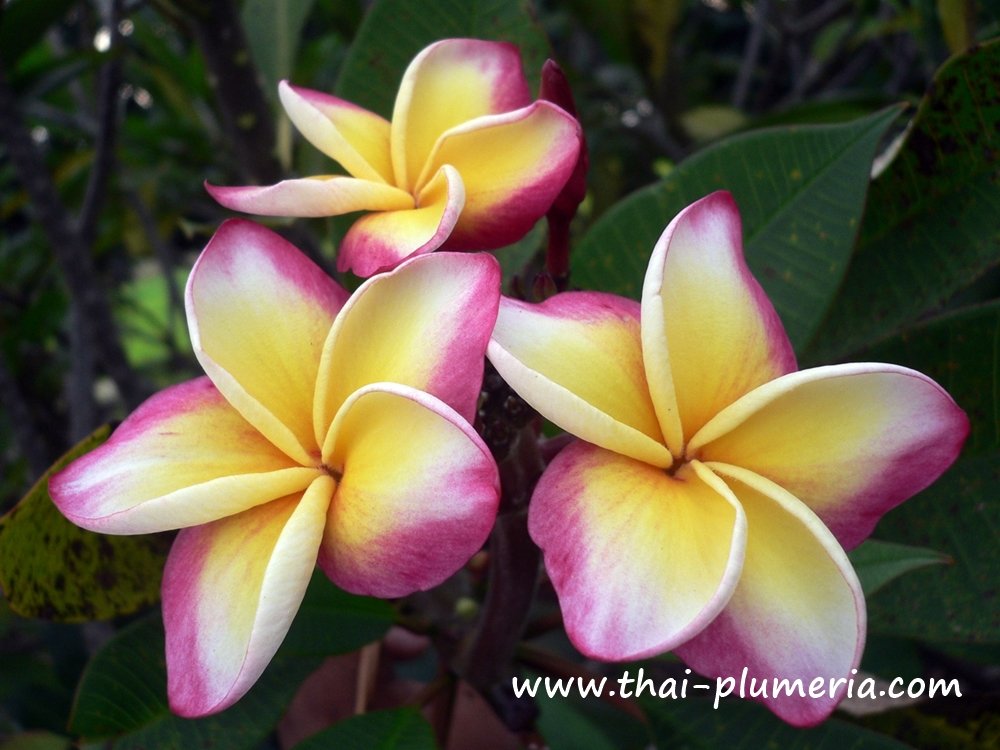 Plumeria VERA CRUZ ROSE plant Large flower!