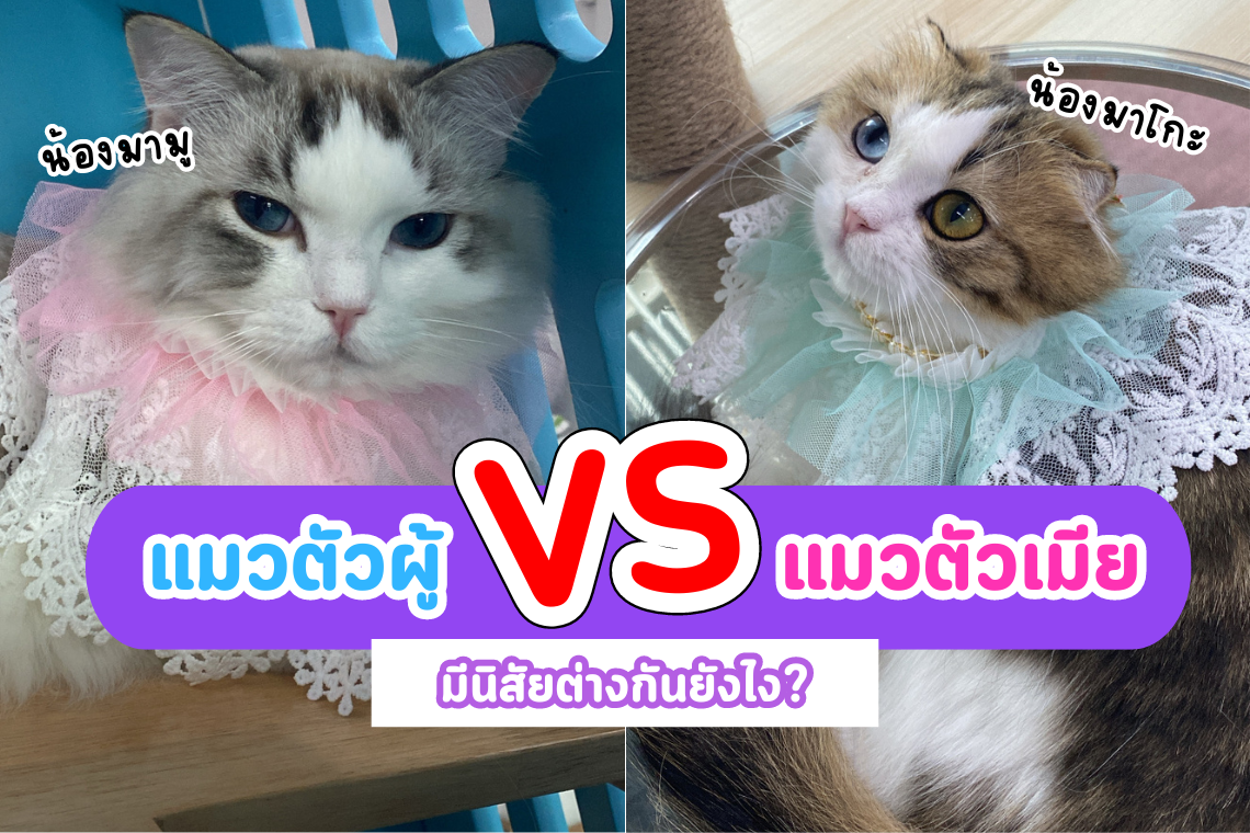 ความแตกต่างของนิสัยแมวตัวเมีย vs แมวตัวผู้