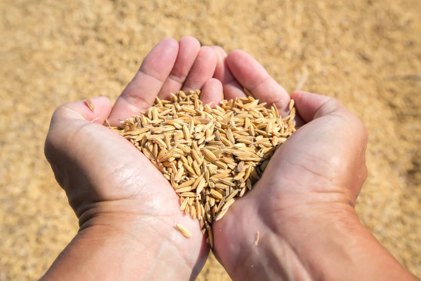 Rice Organic not only provides consumers with a healthier