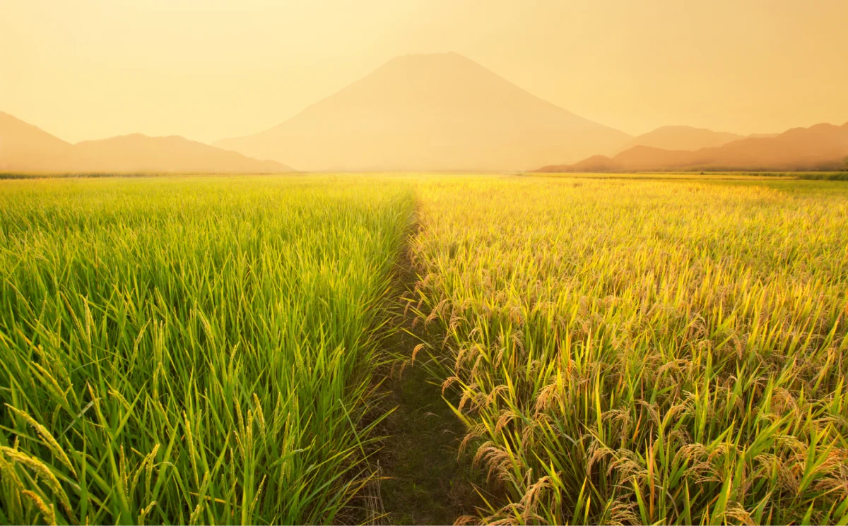 Rice Organic provides high-quality organic