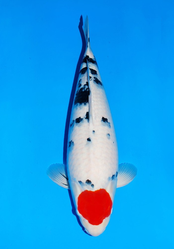 18th TNPA ALL THAILAND KOI SHOW 2024