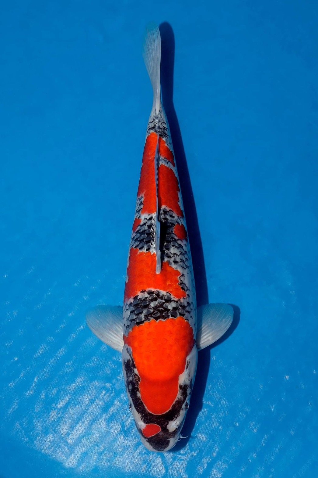 2nd TNPA ALL THAILAND JUNIOR KOI SHOW 2022