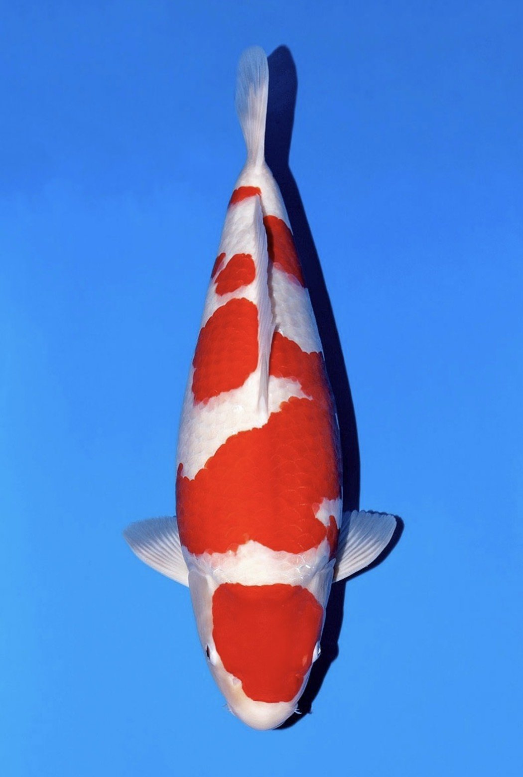 Koi Show 2025 | France Koi : Great British Koi Show 2025 – IXLNXG