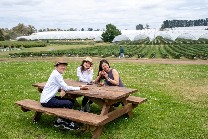 Strawberry Farm