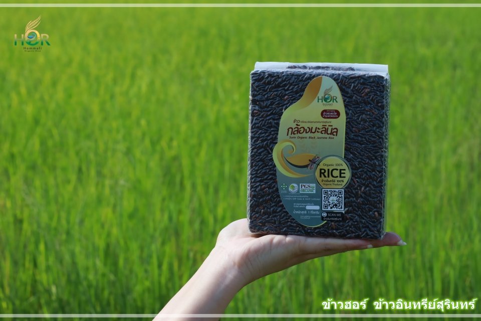 Malinil Surin Rice is a local non-glutinous rice variety from Surin ...