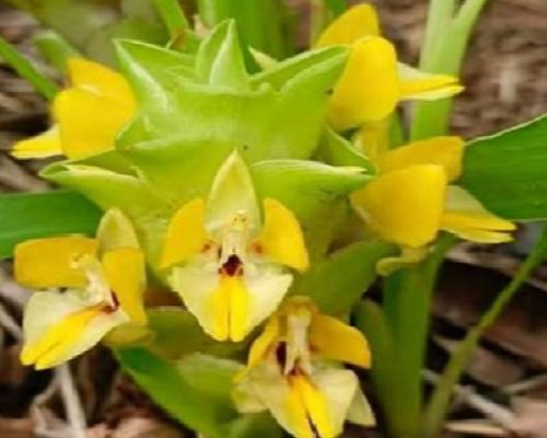 Curcuma putii
