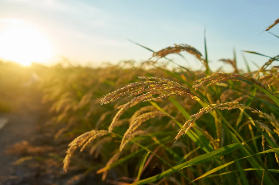 Organic rice farmers also use techniques like crop rotation and natural