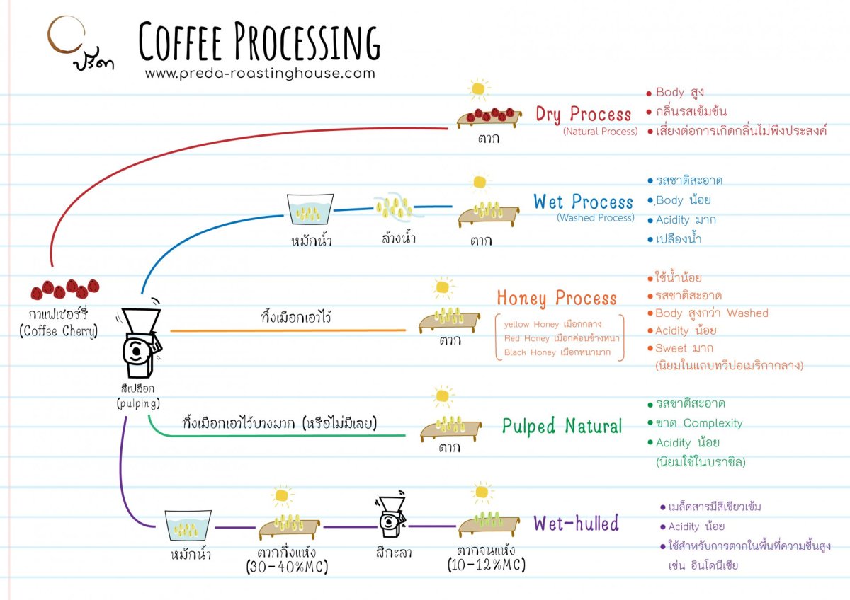 Coffee Processing กระบวนการแปรรูปกาแฟ ที่มาของรสชาติกาแฟ