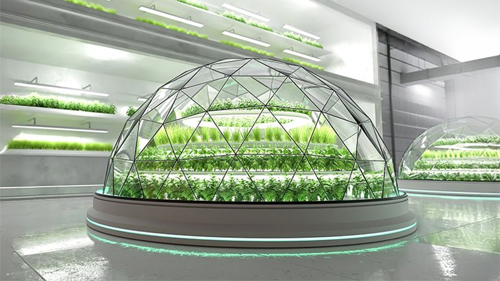 Plant Factory Greens: Clean, Controlled, and Chemical-Free