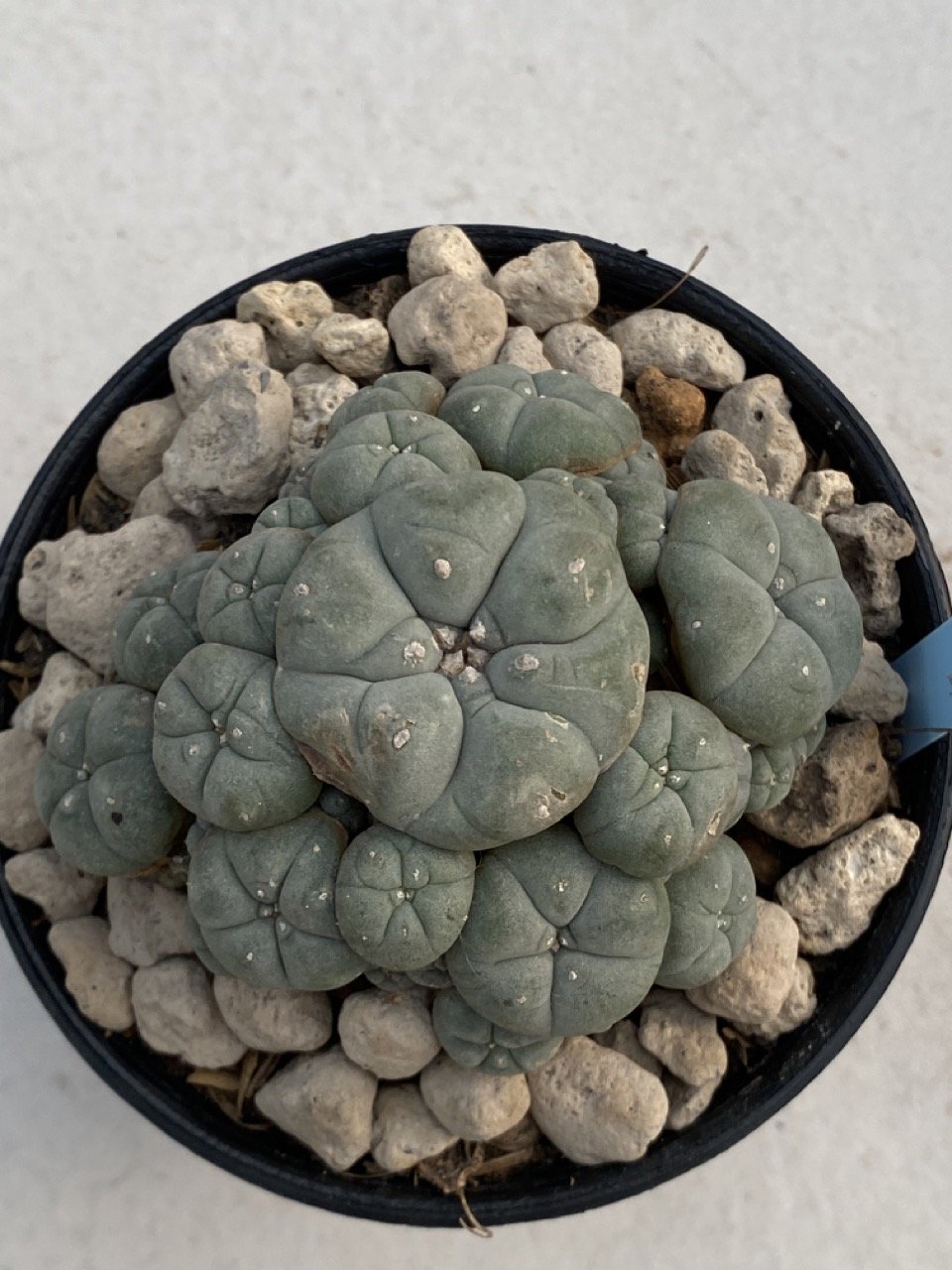 サボテン Lophophora williamsii caesptitosa Lophophora Williamsii caespitosa