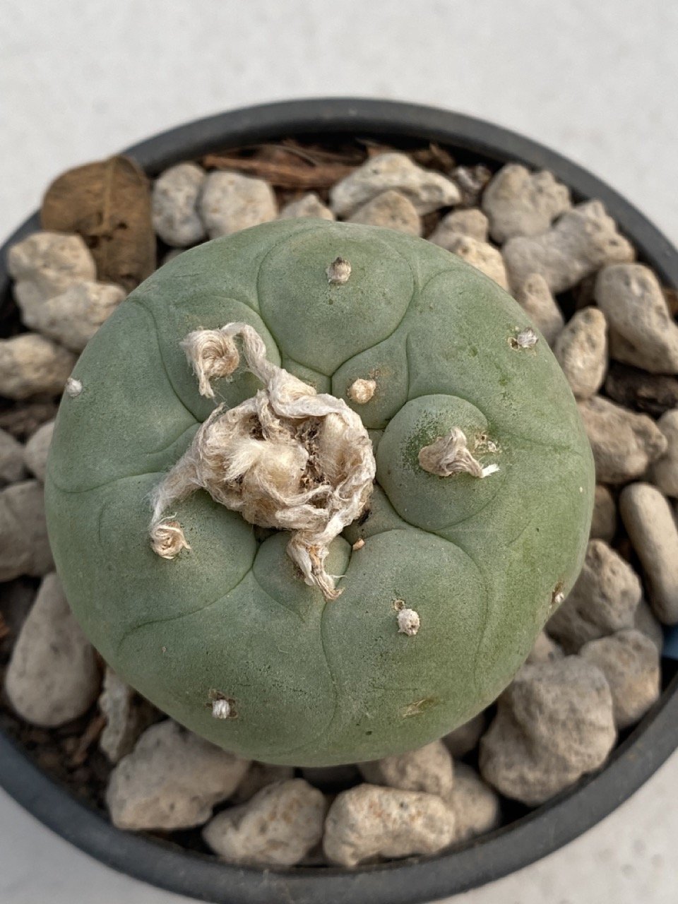 翆冠玉 大型株　Lophophora diffusa Lophophora diffusa. ロフォフォラ属 翠冠玉（中本亀甲疣タイプ） 親木