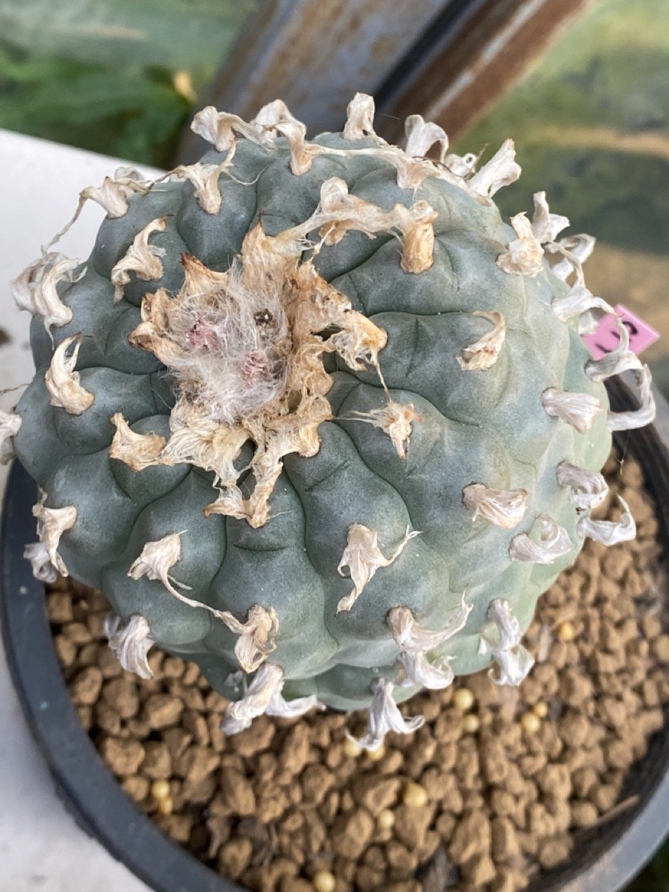 Lophophora Williamsii 9-10 cm 31 years old seed ownroot flower