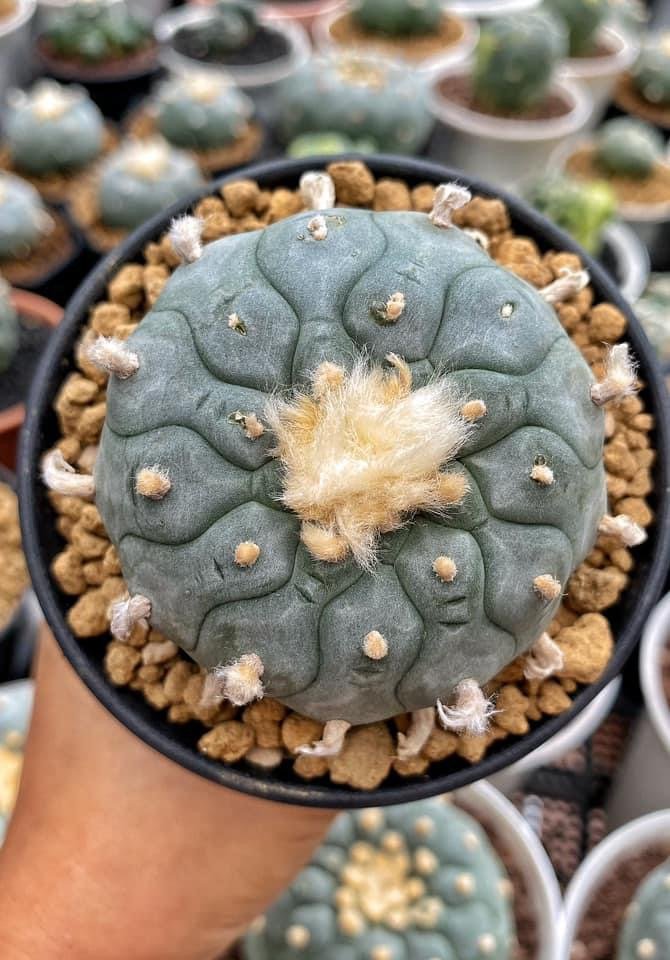 Rare Lophophora Williamsii 7-8 cm 15 years old seed ownroot Rare Lophophora Williamsii 7-8 cm 15 years old seed ownroot