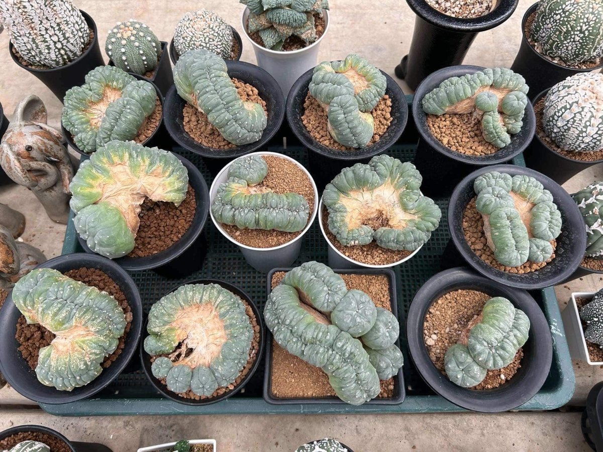 Lophophora Williamsii Cristata 11-12 cm 25 years old seed ownroot flower  seedling ロフォフォラ　烏羽玉　仔吹き サボテン - lophoplaza