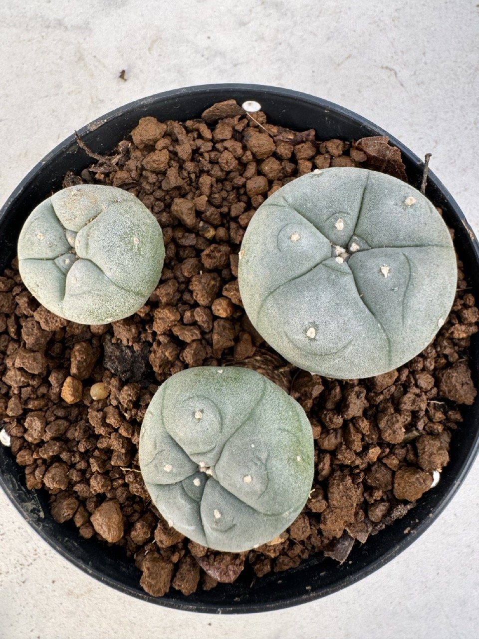 Lophophora williamsii 4-6 cm 10 years old seed ownroot flower seedling ...