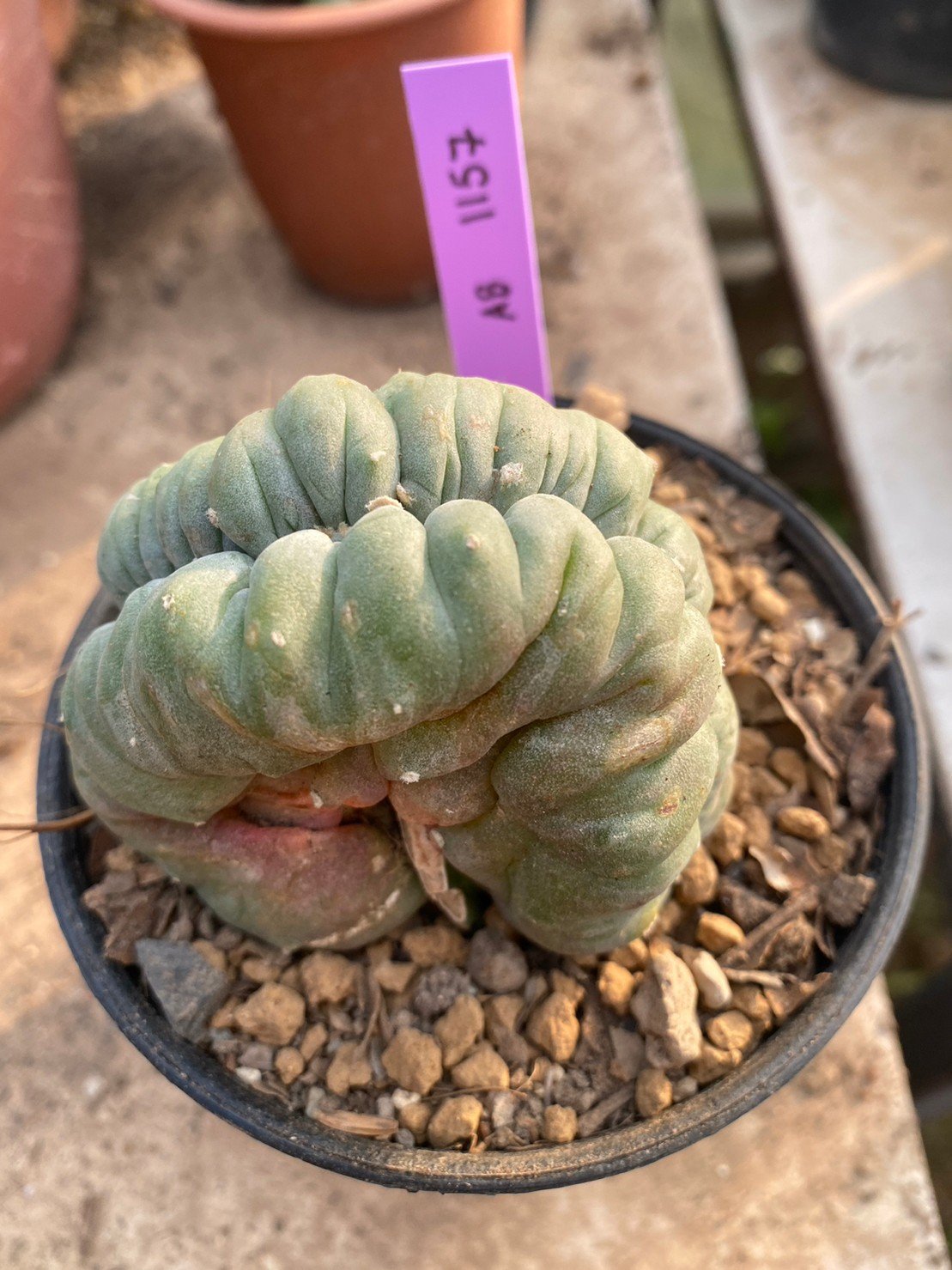 烏羽玉 綴化　Lophophora williamsii f. cristata 烏羽玉 綴化 Lophophora williamsii f. cristata