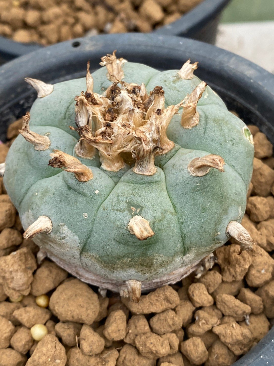 サボテン peyote Lophophora williamsii Peyote Cactus Huge Cluster | Avalon Magic Plants