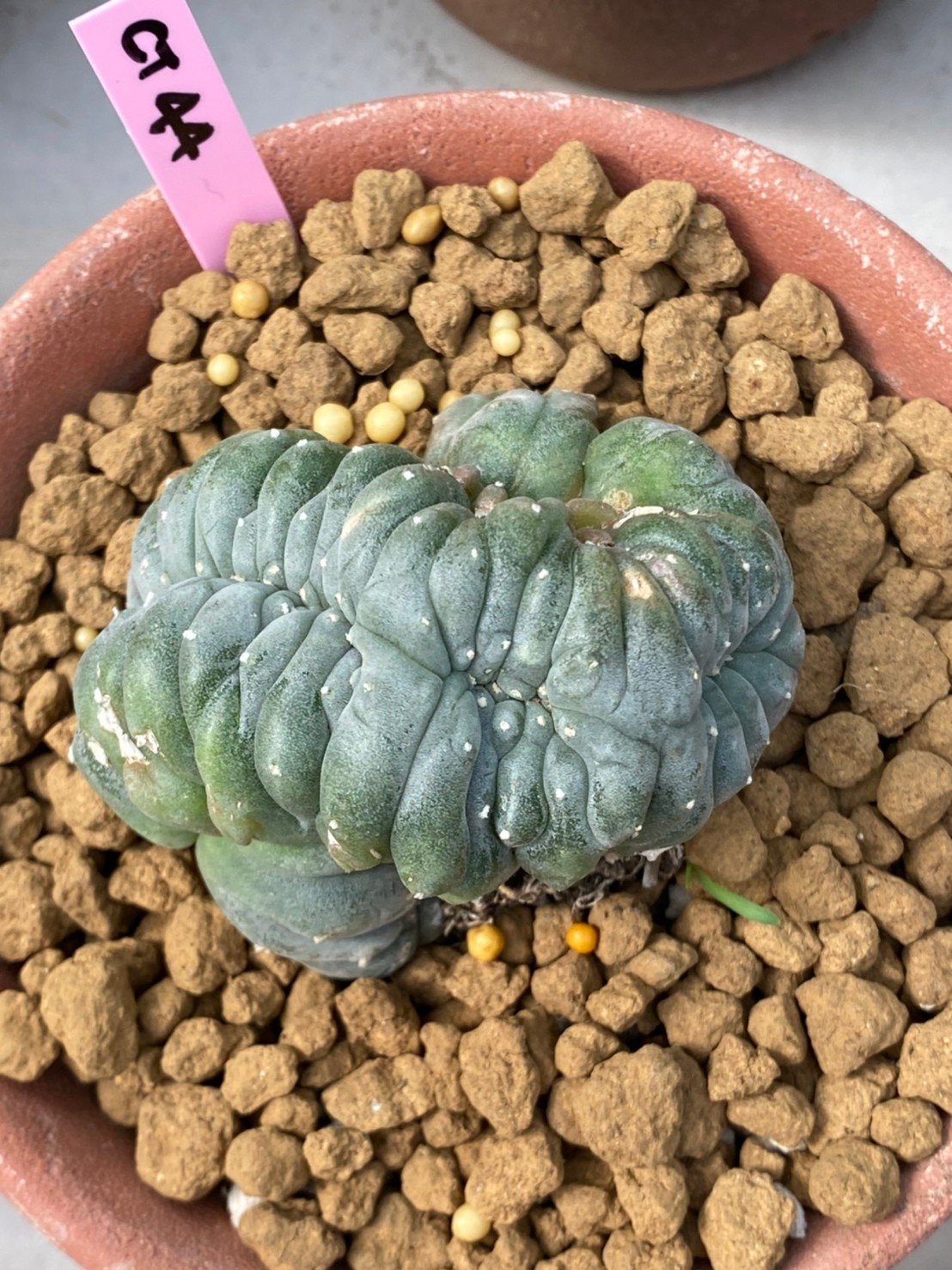 Lophophora williamsii cristata 10 cm 16 years old ownroot grow