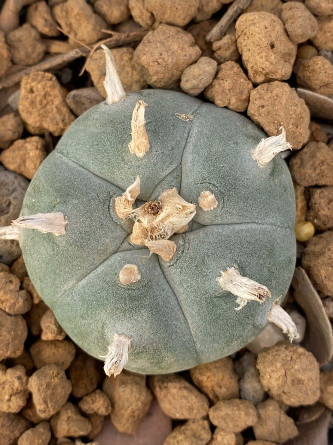 Rare Lophophora Williamsii huizache 6-7 cm 10 years old seed