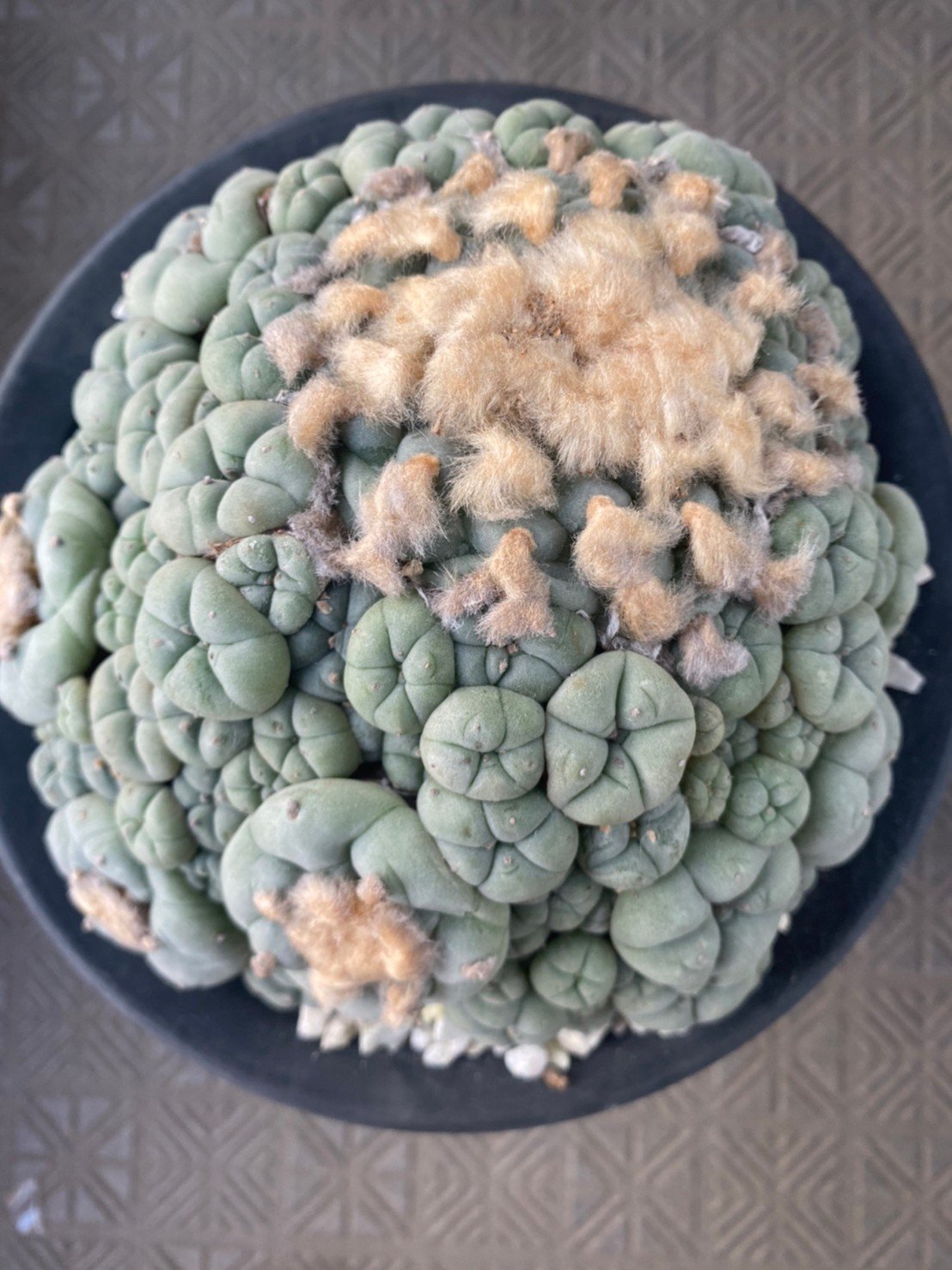 大型株 銀冠玉 Lophophora fricii 銀冠玉Lophophora fricii – TabooCat's Blog