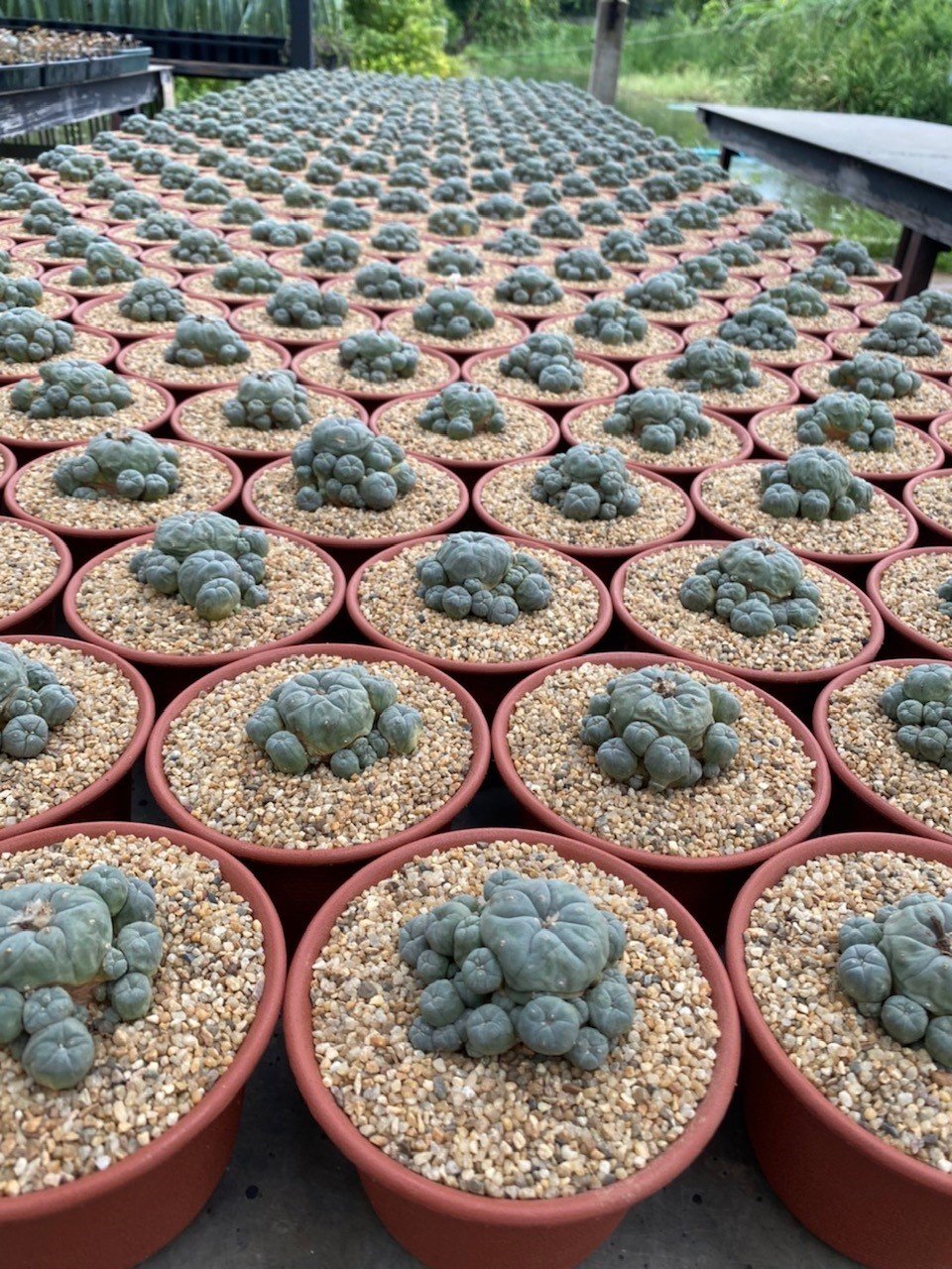 サボテン Lophophora williamsii caesptitosa IMG_0800_Large_1.jpeg?v=