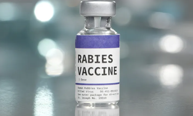 How Much is a Rabies Vaccine? A Guide to the Cost