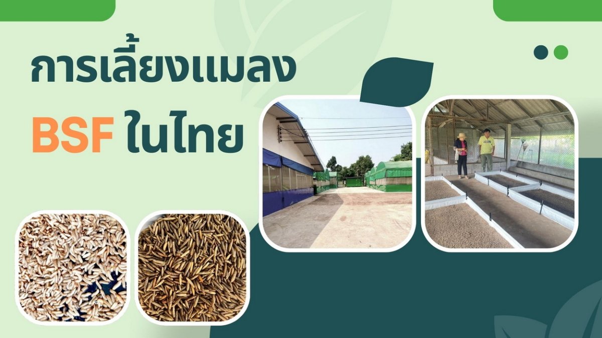 Raising BSF insects in Thailand